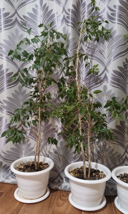 Продаю комнатные растения