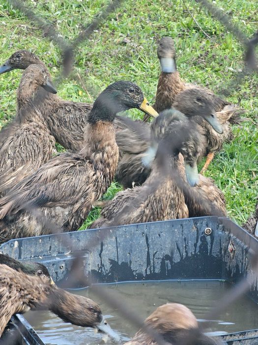 Продавам разплодни  яйца от Каки Кембъл
