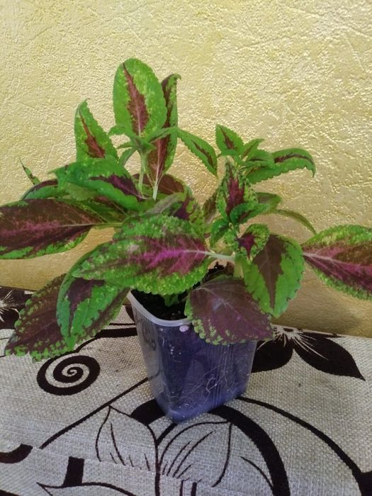 Колеус. Продам..