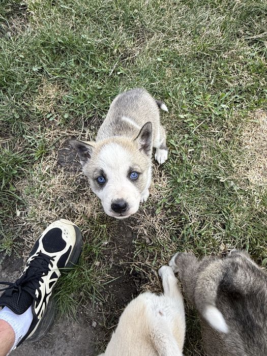 Продам     Щенят