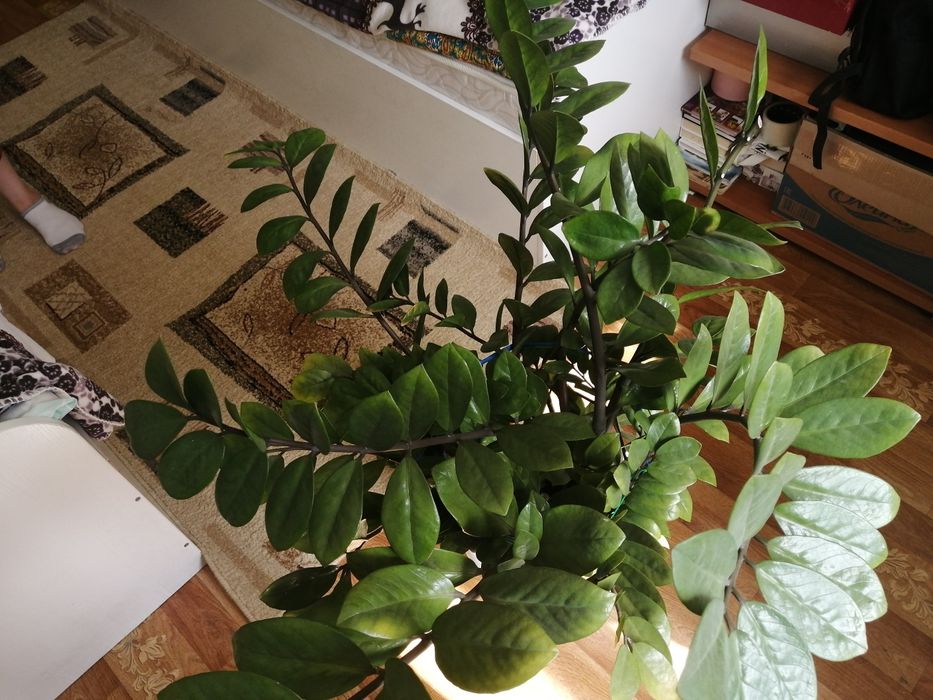 Доллоровое дерево