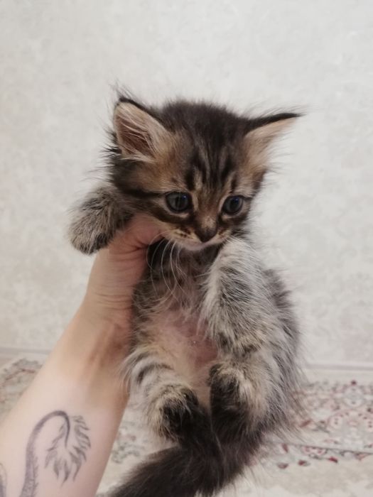 Отдам котят даром
