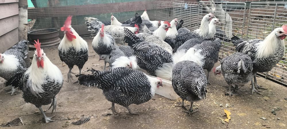 Vând cocoși din rasa Brakel Argintiu..