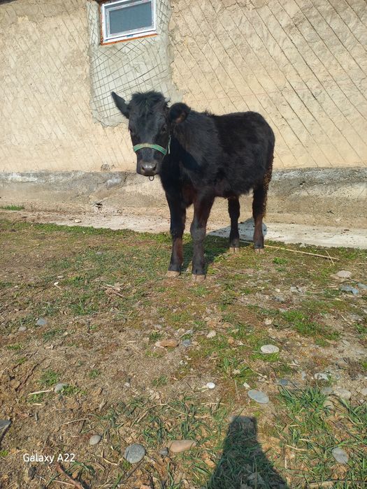 Продаётся тёлочка