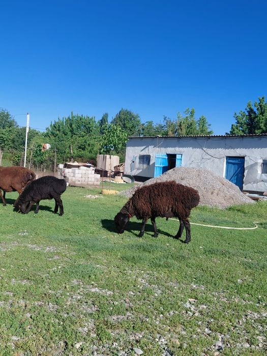 Продаю здорового барана