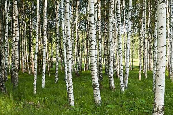 Soluții Verzi de Pepinieră – Plante Ornamentale și Montaj Rapid