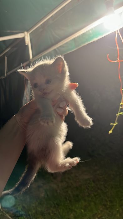 Отдам котят срочно