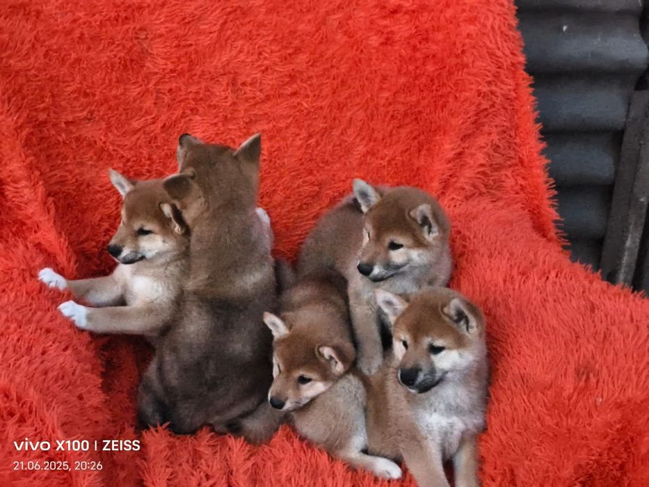 Продам щенков сиба ину