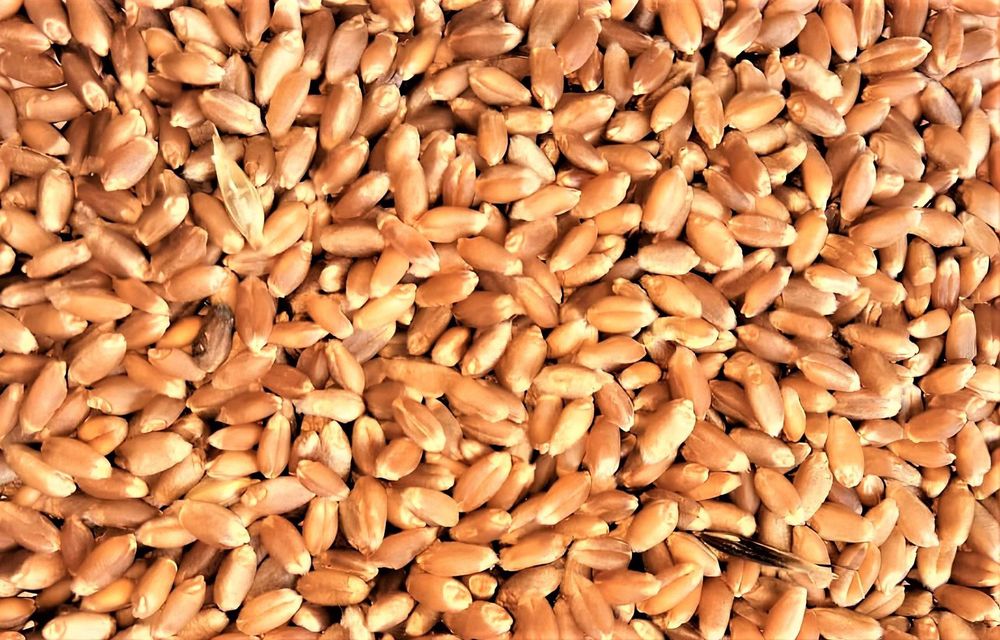 Продам пшеницу 3 класса