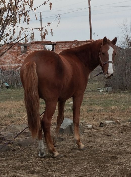 Продаётся жеребец