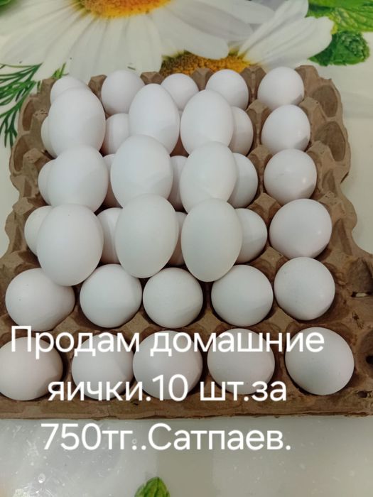 Продам домашние яички