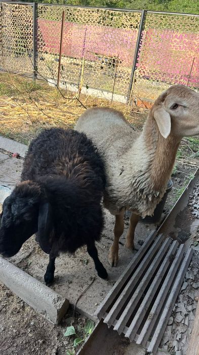Продам пародистых баранов