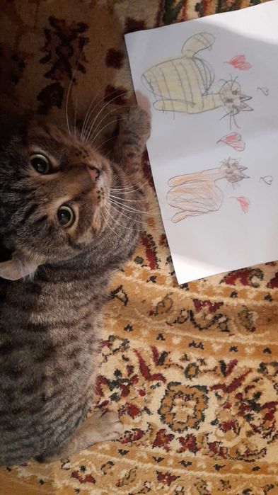 Кот Американский кёрл