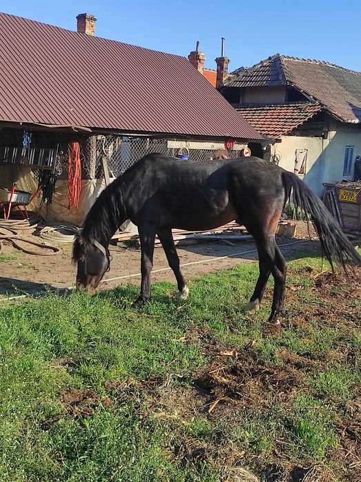 Armasar negru, de 4 ani și 7 luni își caută stapan