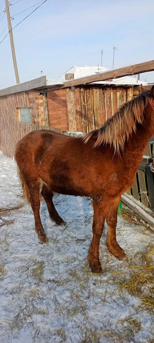 Продам тай с откорма