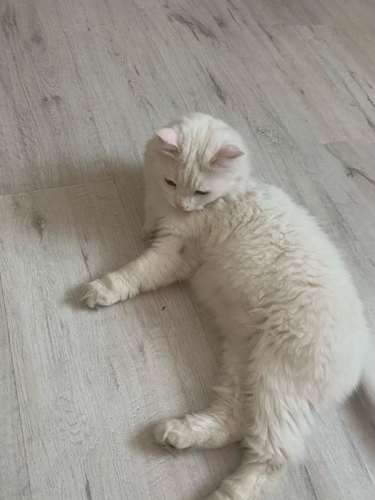 Пропал Кот белый