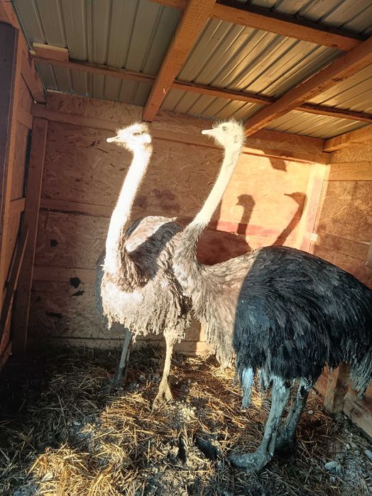 Vând familie struți africani