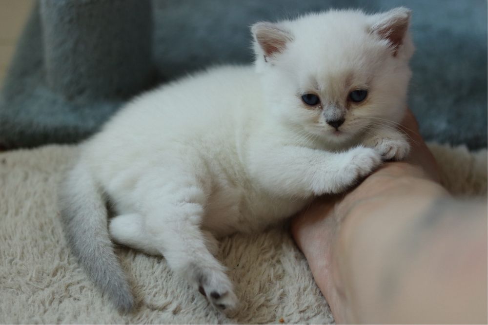 Британски късокосмести котенца – Silver Shaded, Golden Shaded и Colourpoint