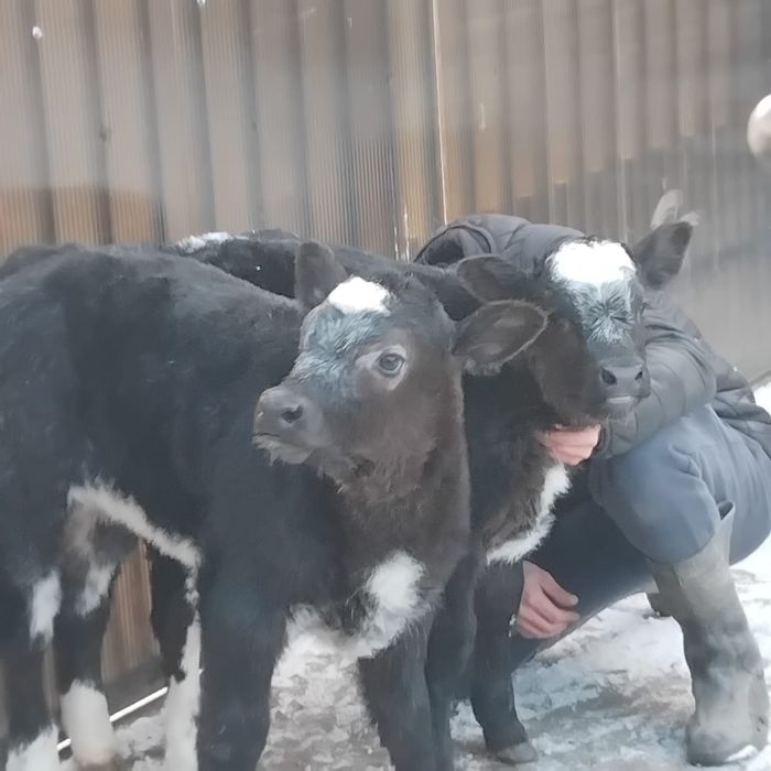 Vând două vitele belgiene