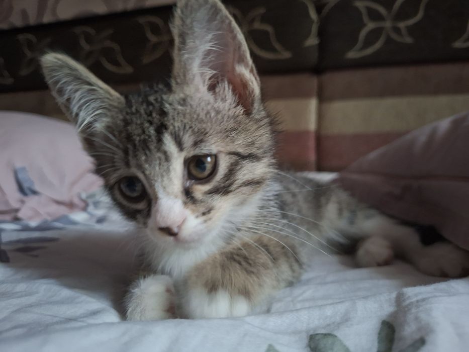 Отдам даром котёнка