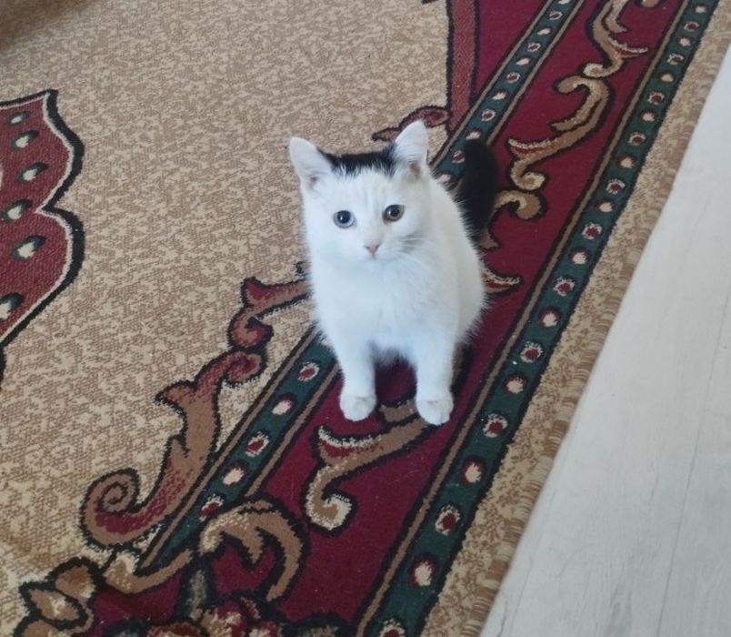 Срочно отдам котика