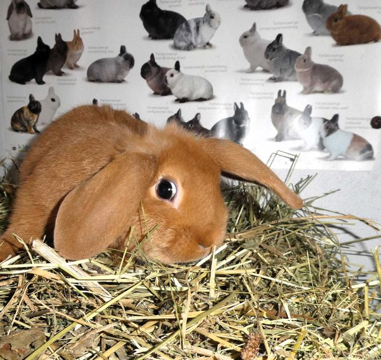 Iepuri berbec pitic rosu