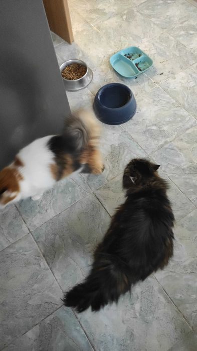 Грижа за домашни Котки