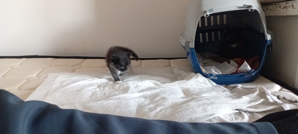 Месячный мини котенок мальчик