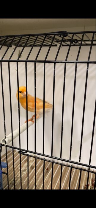 Canari de vanzare