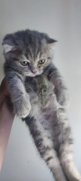 Продам кота породистый