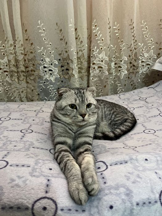 Отдам кота в ДОБРЫЕ РУКИ ,  в ту семью где нет детей, не как игрушку.
