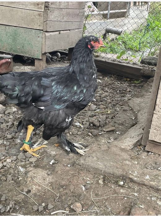 Brahma bobat de vanzare