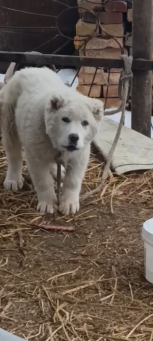 Щинок кавказская овчарка девочка