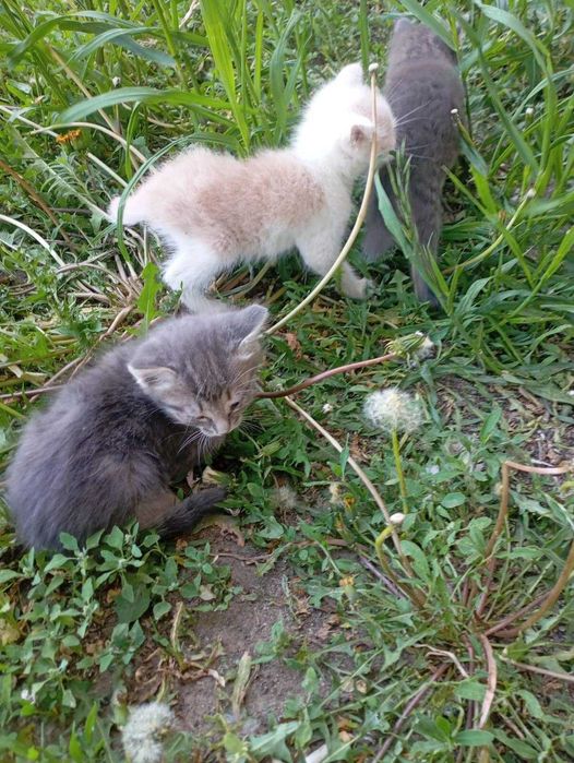 Котятам нужен дом! Срочно!