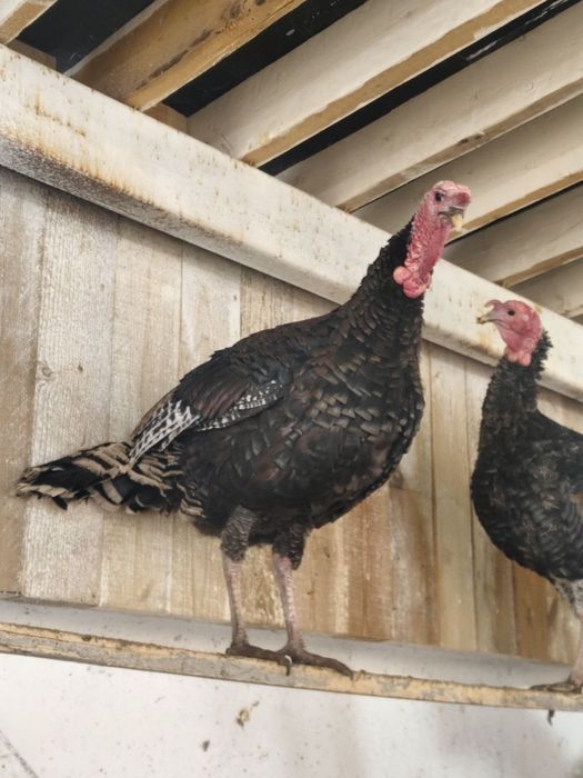 Курка                          .