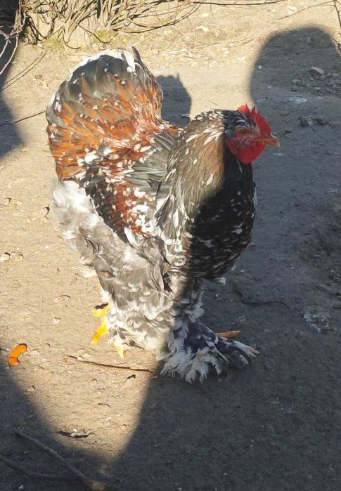 Петли Кохинхин 10 броя