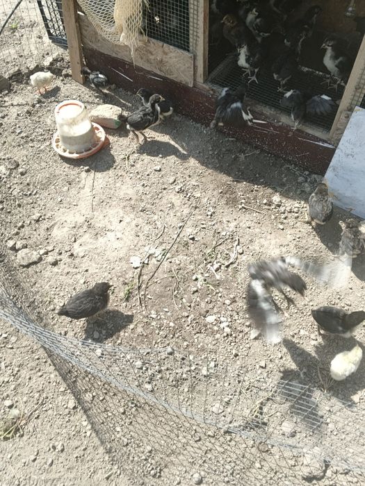 Продам цыплят австерлоп