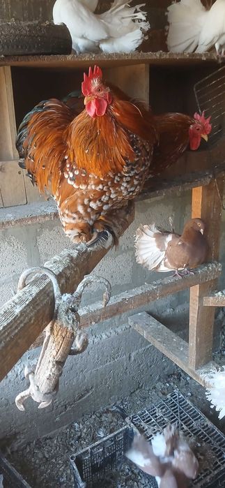 Мини кохин петлета и къдрави