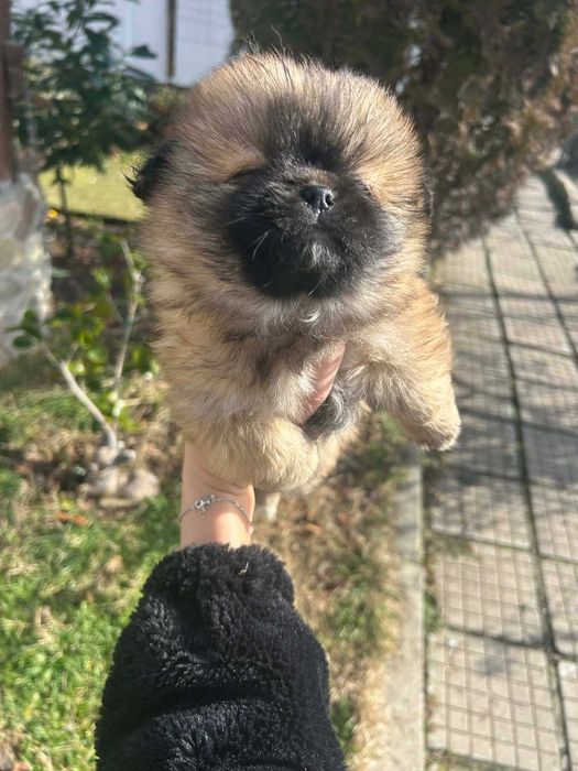 Продавам пекинези