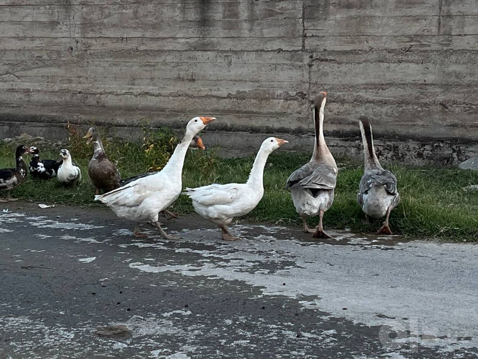 Ğozlar sotiladi kelshamza