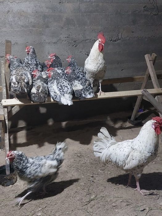 Яйца пушкинских кур