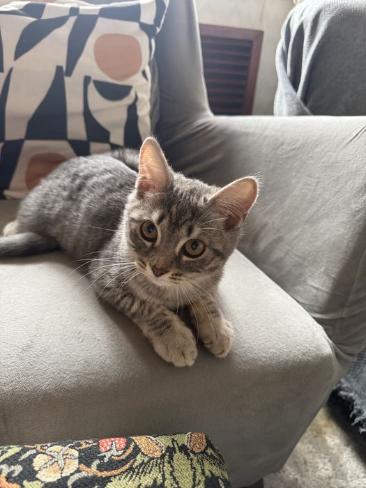 Пристраивается котенок