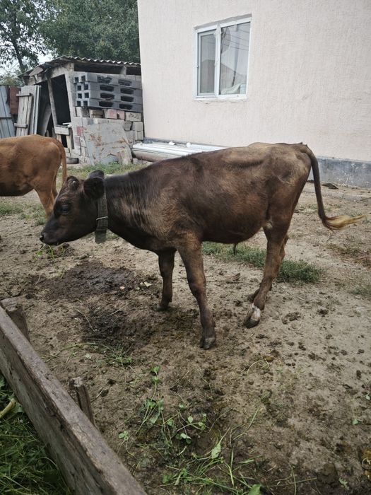 Продам 2 телят..