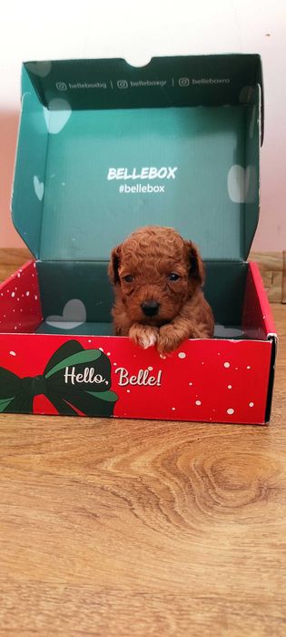 pudel /poodle mini