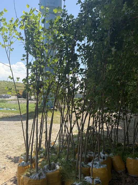 Чинор кучатлари таййор холатда аксия