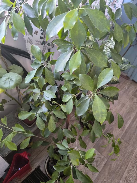 Фикус Бенджамина. Комнатный цветок для вашего офиса и дома.