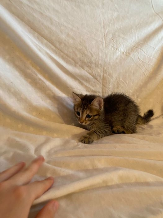 Отдам котенка в добрые руки