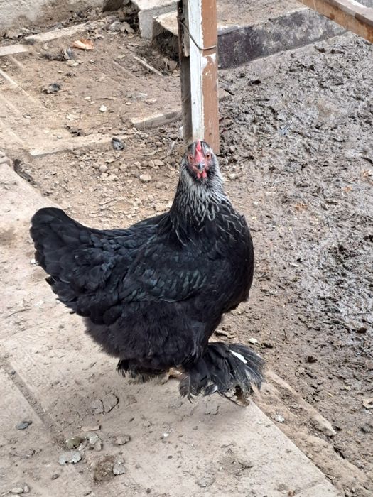 Продам петуха и трех кур породы брама