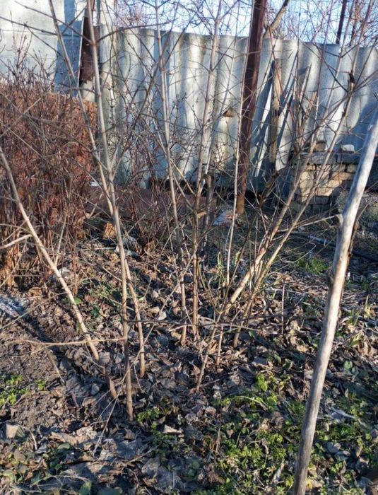 Саженцы Кизил Садовый крупный сорт