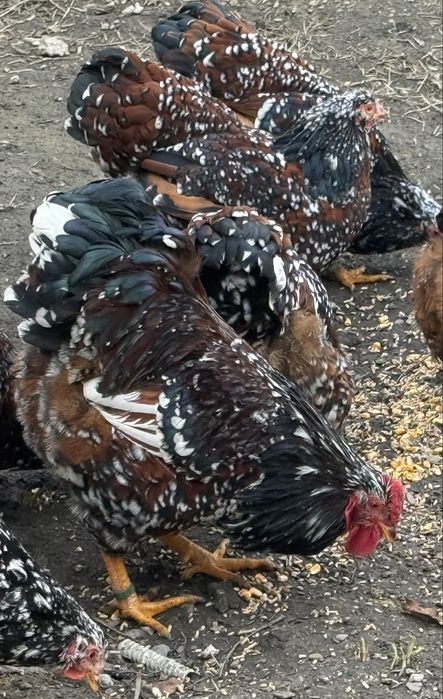 Oua Wyandotte portelan